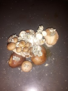 2.	Prepare the mushroom with garlic  olive oil, sprinkled blue cheese, salt and pepper, and place into the oven at 160deg C for 15minutes;